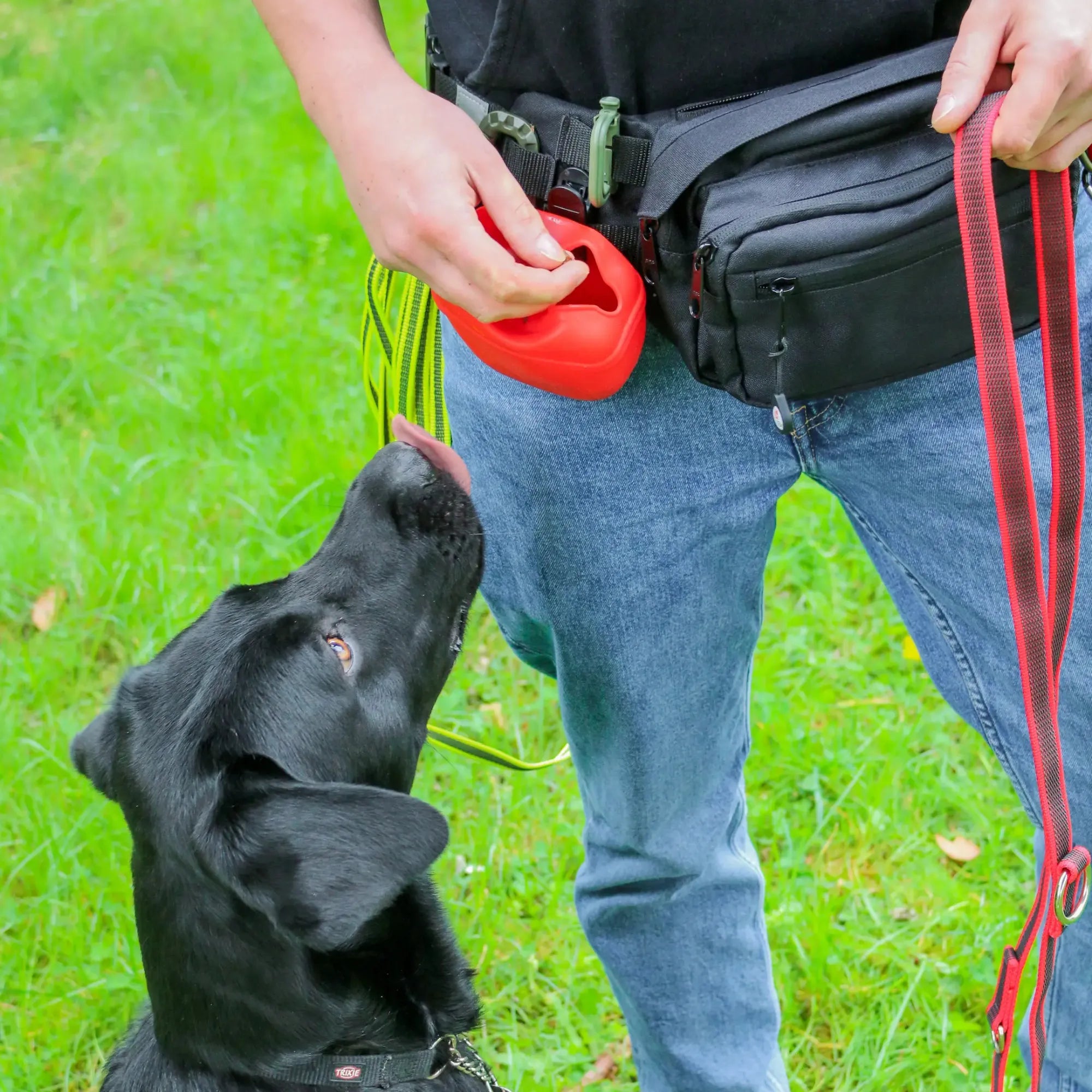 Leckerli aus Futterbeutel rot für Labrador